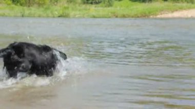 Yaz günü nehirde bir köpek