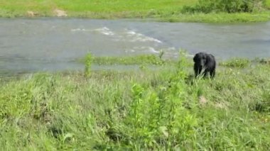 Yaz günü nehrin kenarında bir köpek.