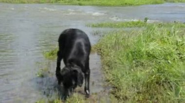 Yaz günü nehrin kenarında bir köpek.