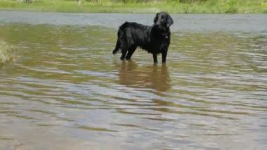 Yaz günü nehirde bir köpek