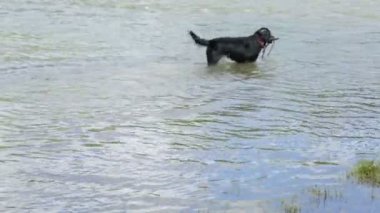 Yaz günü nehirde bir köpek