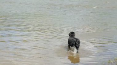 Yaz günü nehirde bir köpek