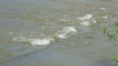 Nehir kıyısında söğüt