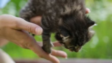 Küçük kedi ellerinde.