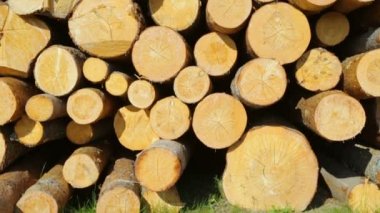 Tüm ahşap kütükler yeşil çimlerde