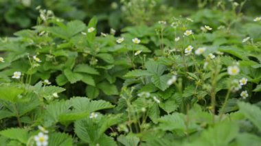 Bahçede açan yabani çilek.