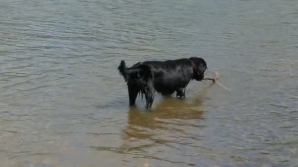 Dog in the river in summer day — Stock Video