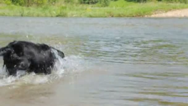 Cão no rio no dia de verão — Vídeo de Stock