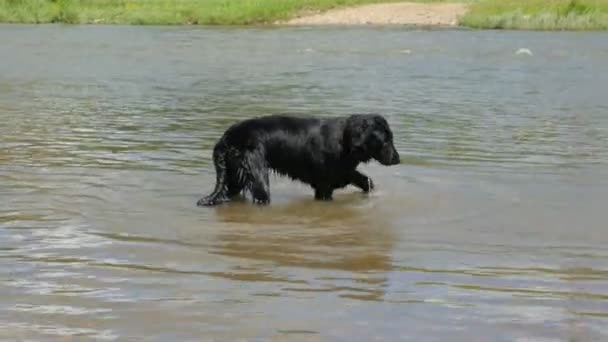 Dog in the river in summer day — Stock Video