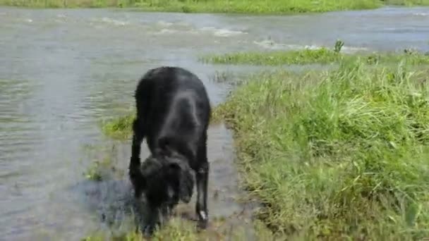 Dog by the river in summer day — Stock Video