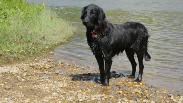 Ragazza con il suo cane vicino al fiume — Video Stock