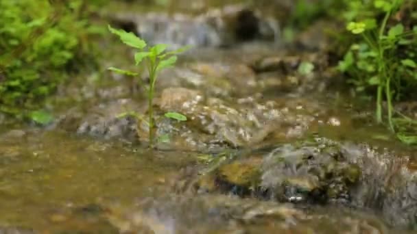 Ruisseau forestier en été 