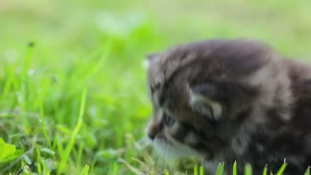 Pequeno gatinho na grama — Vídeo de Stock