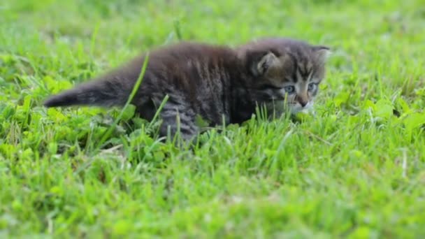 Kleines Kätzchen auf dem Gras — Stockvideo