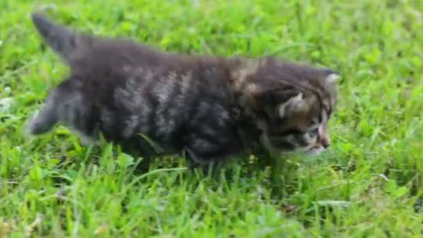 Little kitten on the grass — Stock Video