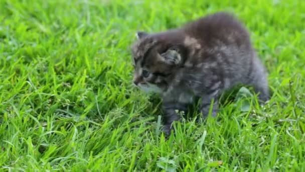 Kucing kecil di rumput — Stok Video