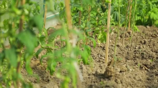 Växthus med ung tomatplanta — Stockvideo