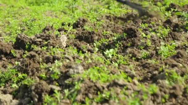 Tierras de deshierbe en el jardín — Vídeo de stock