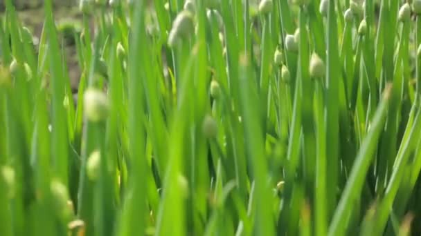 Zelená cibule v zahradě — Stock video