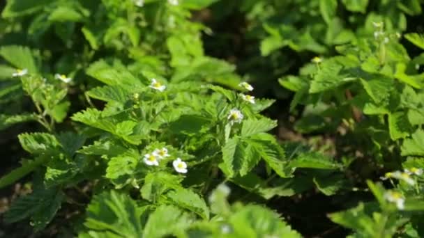 Wild strawberry blooming in the garden — Stock Video