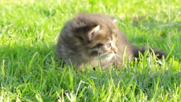 Klein katje op het gras — Stockvideo