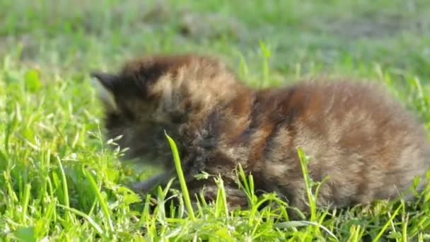 Klein katje op het gras — Stockvideo