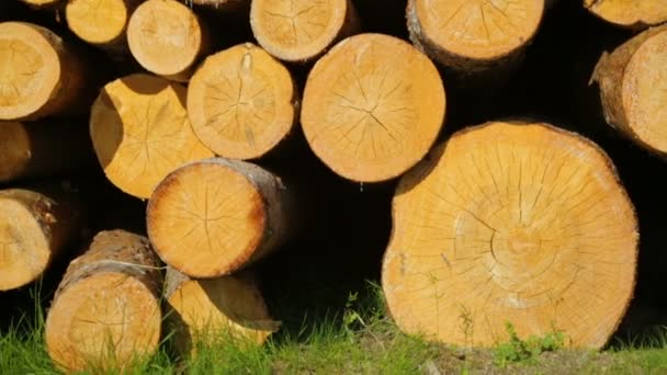 Troncos enteros de madera sobre hierba verde — Vídeos de Stock