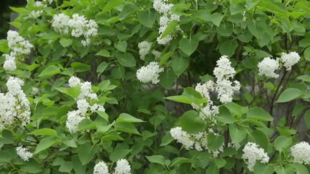 Twigs of lilac with white blossoms — Stock Video