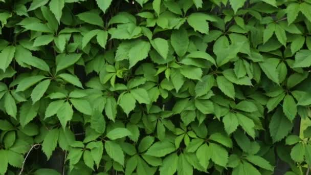 Leafs of decorative vine on fence — Stock Video