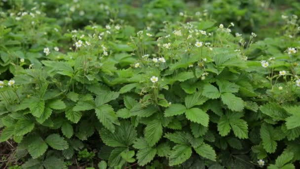 Wilde aardbeien bloeien in de tuin — Stockvideo