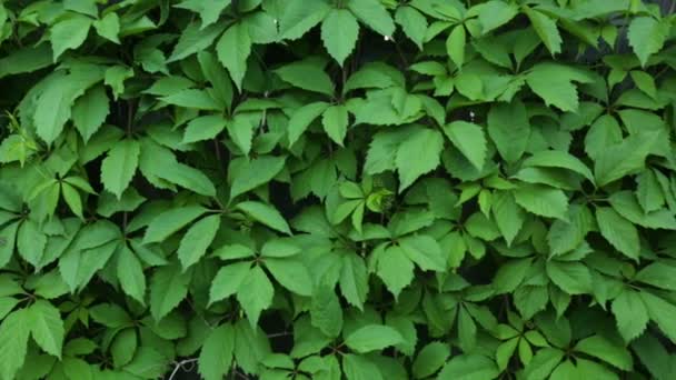 Leafs of decorative vine on fence — Stock Video