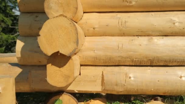 Madera de madera en el bosque — Vídeos de Stock