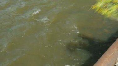 Nehirden aşağı çelenk bırakarak