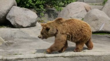 Hayvanat bahçesindeki tek kahverengi ayı.