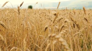 Bulutlu bir günde buğday tarlası
