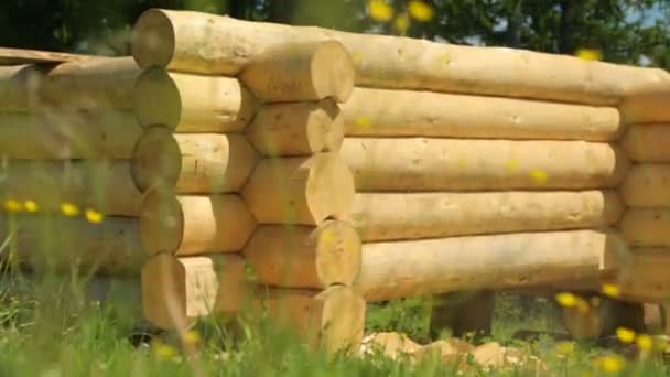 Madera de madera en el bosque — Vídeo de stock