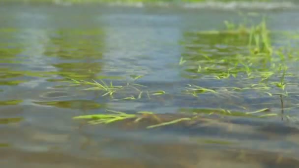 River bank in summer day — Stock Video