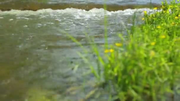 Берег реки в летний день — стоковое видео