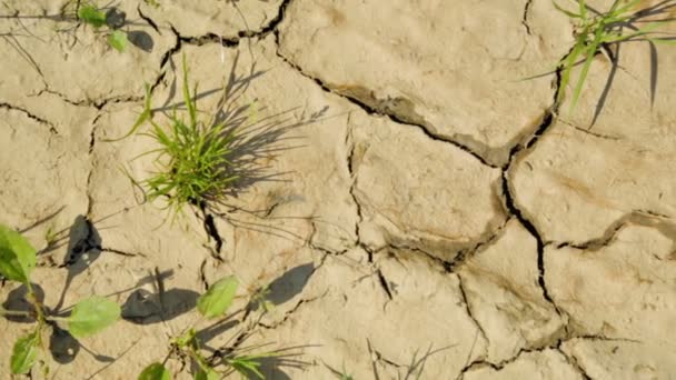 Tierra seca agrietada en el postre — Vídeo de stock