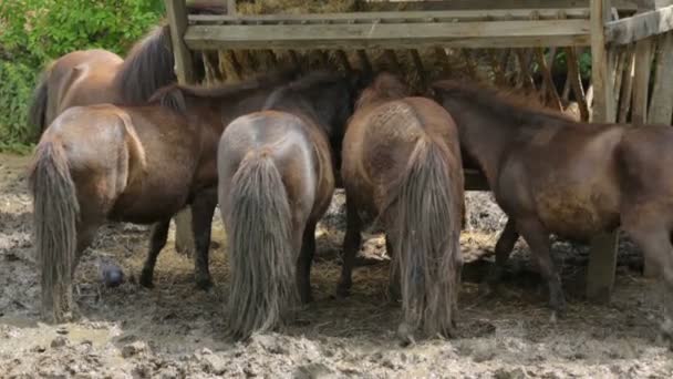 Herd van de pony in dierentuin — Stockvideo