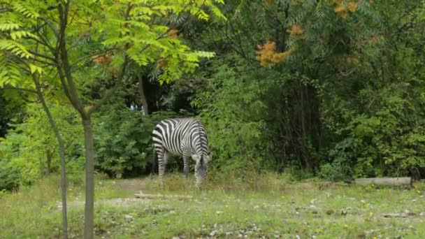 Único pasto zebra no zoológico — Vídeo de Stock