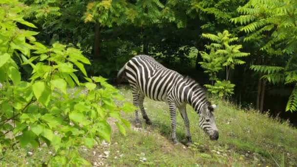 Hayvanat bahçesinde otlayan tek zebra — Stok video