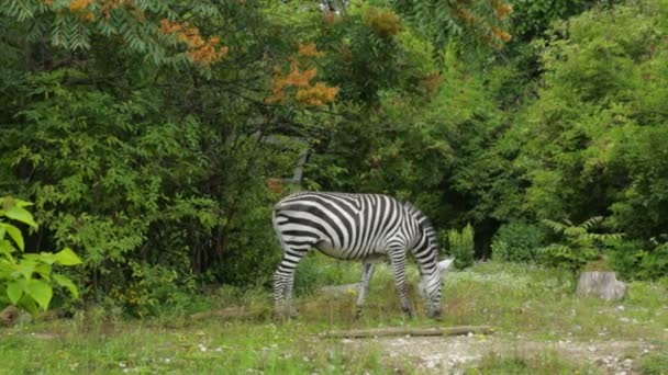 Einzelne Zebras grasen im Zoo — Stockvideo