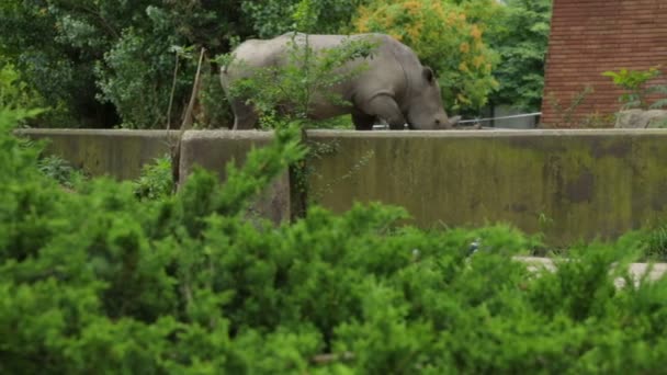 Single rhinoceros in zoo — Stock Video
