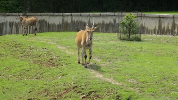 Dos antílopes en el zoológico — Vídeo de stock