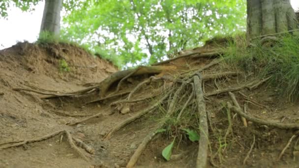 Голые корни дерева — стоковое видео