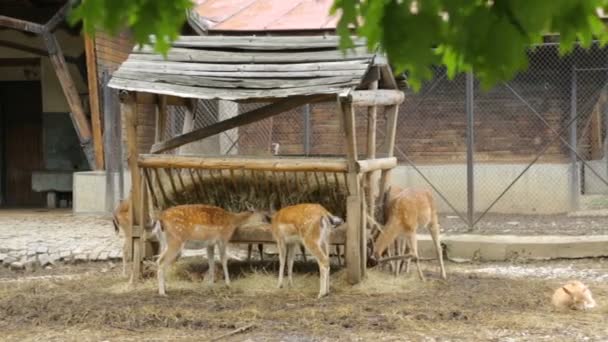Group of dappled deers in zoo — Stock Video