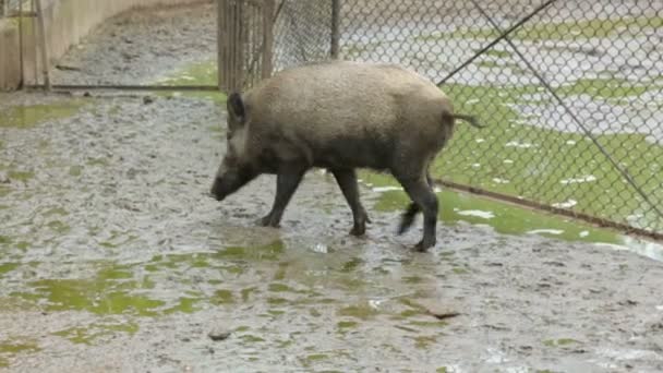 Couple of wild boars in zoo — Stock Video