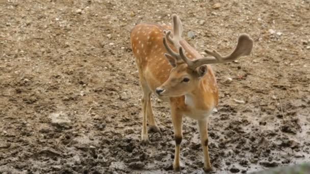 Sigle dappled cerf dans le zoo 