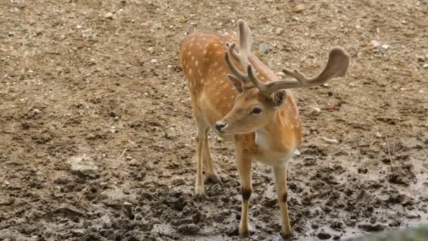 Sigle dappled deer in de dierentuin — Stockvideo